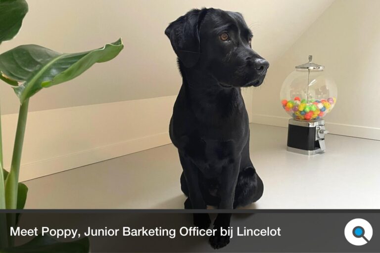 Meet Poppy, Office Dog en Junior Barketing Officer bij Lincelot