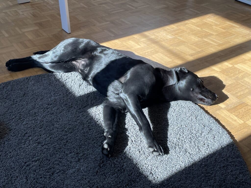 Office dog Poppy geniet van de zon